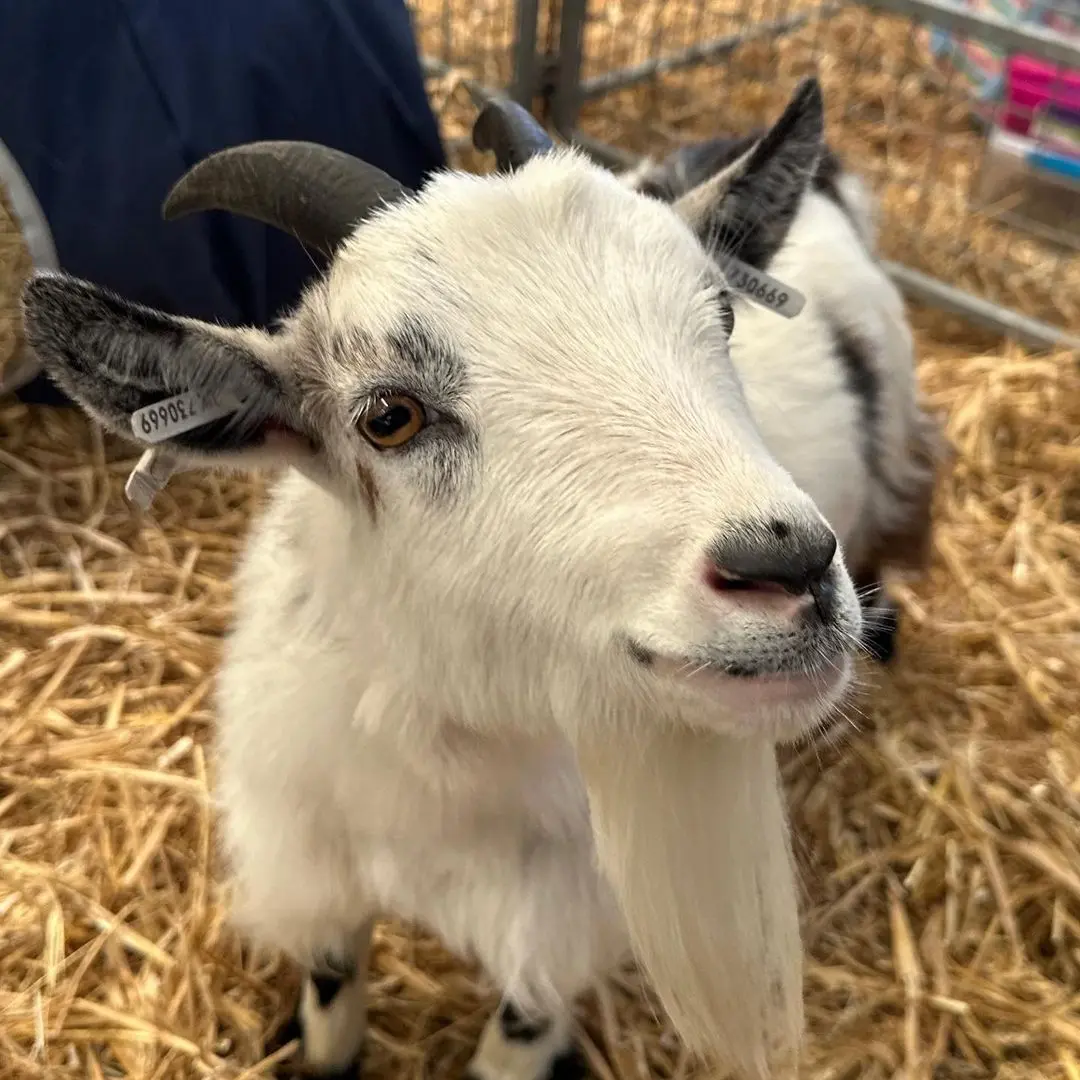 pygmy goat for sale
