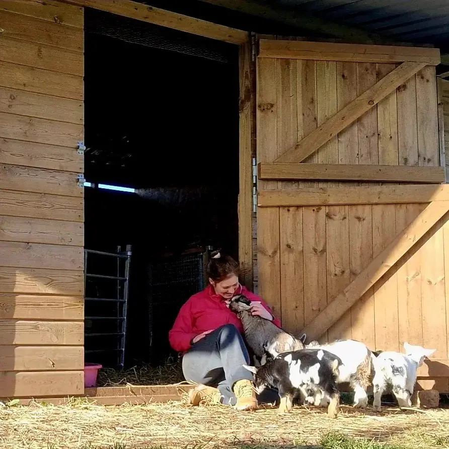 pygmy goat for sale