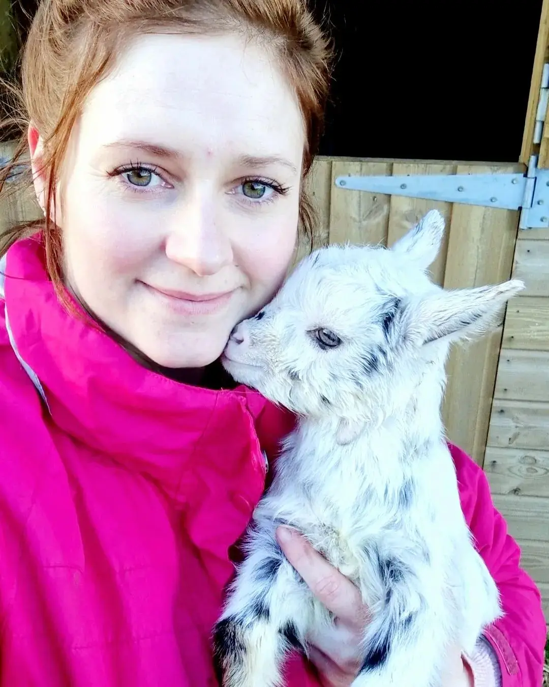 pygmy goats 