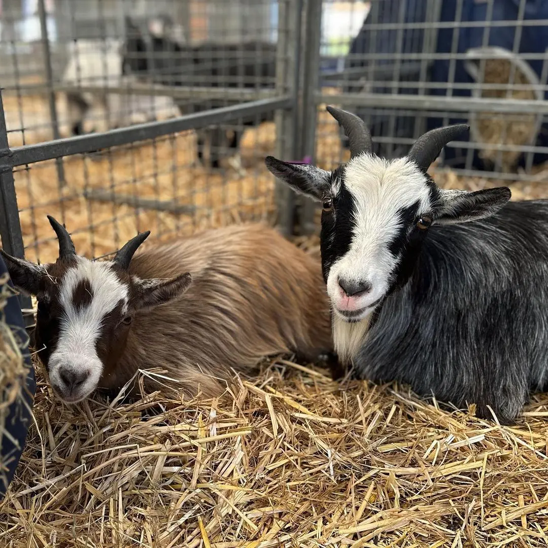 pygmy goats for sale