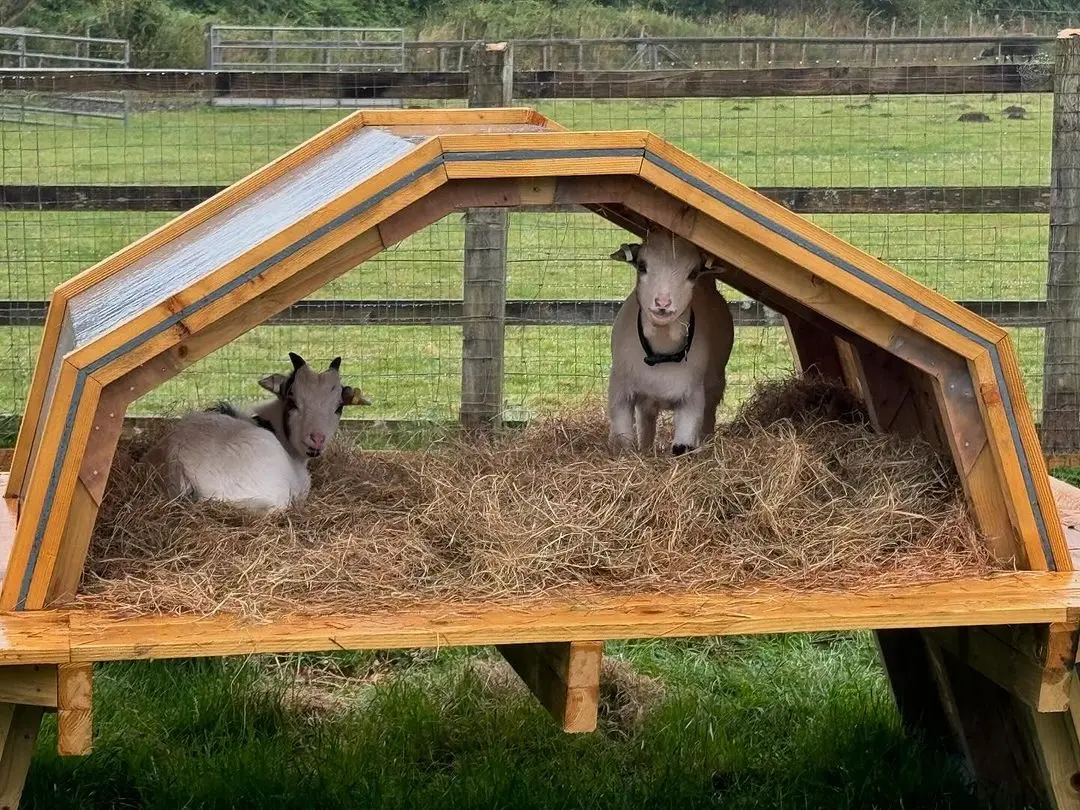 pygmy goats 