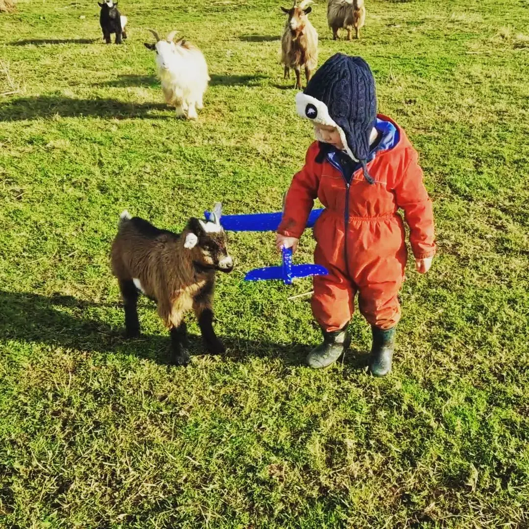 pygmy goats 