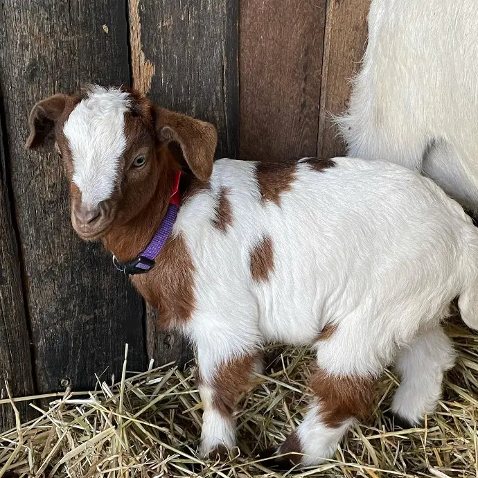 pygmy goat for sale