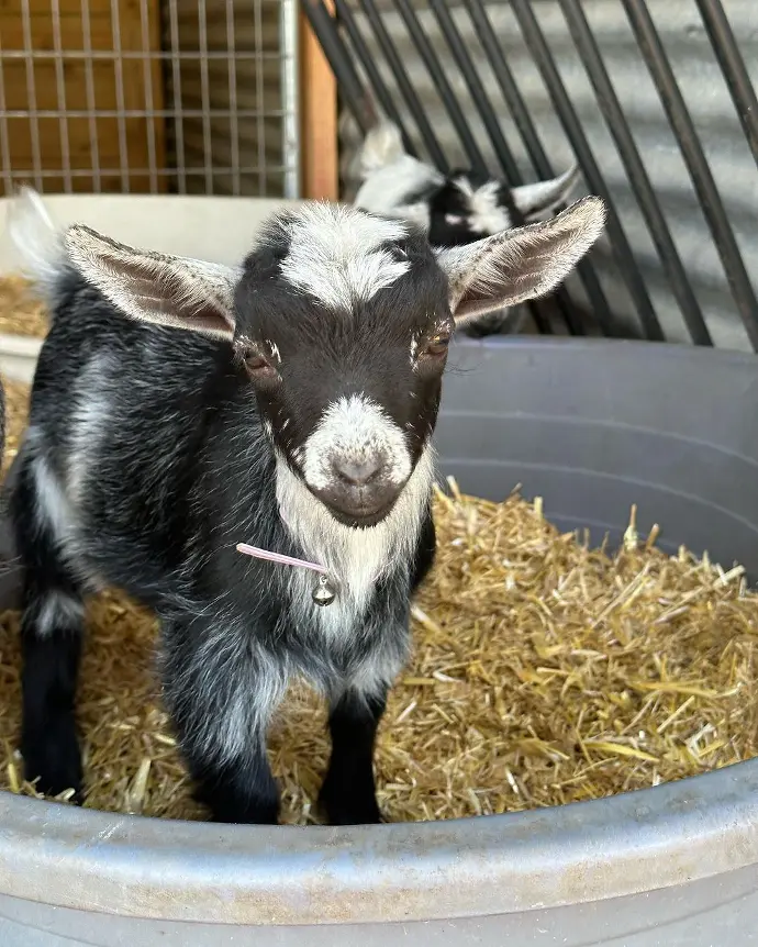 pygmy goat for sale