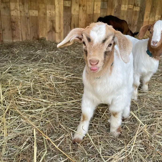 pygmy goat for sale