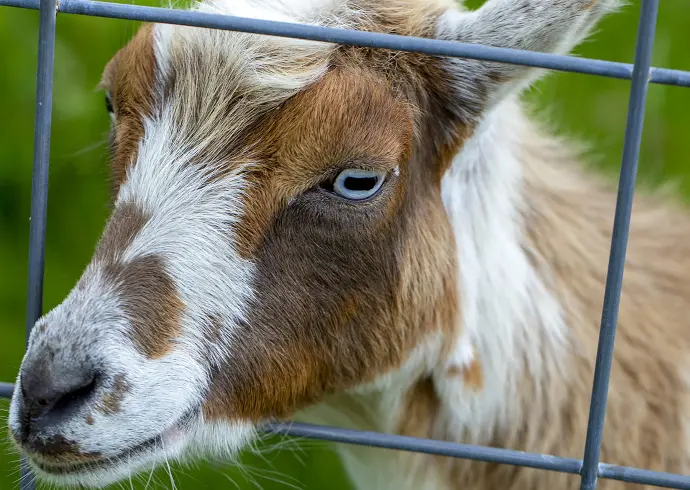pygmy goat for sale