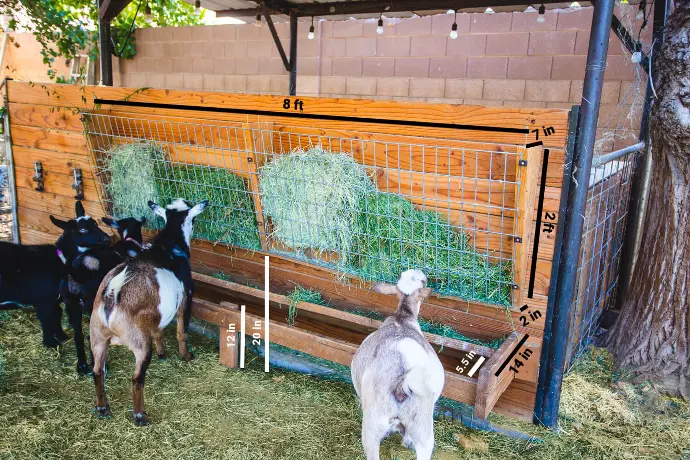 pygmy goat for sale